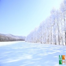 Tranh dán tường Hàn Quốc 3d khổ lớn ở Hà Nội NA - 446